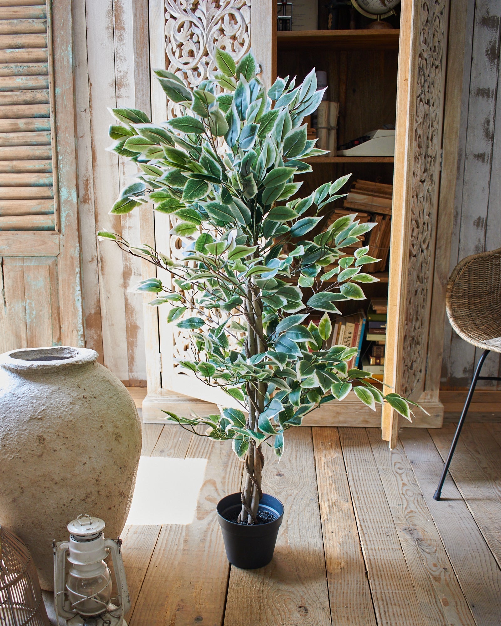 Ficus artificiale Tonga set da 2 - OrchideaMilano1981