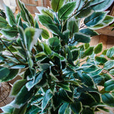 Ficus artificiale Tonga set da 2 - OrchideaMilano1981