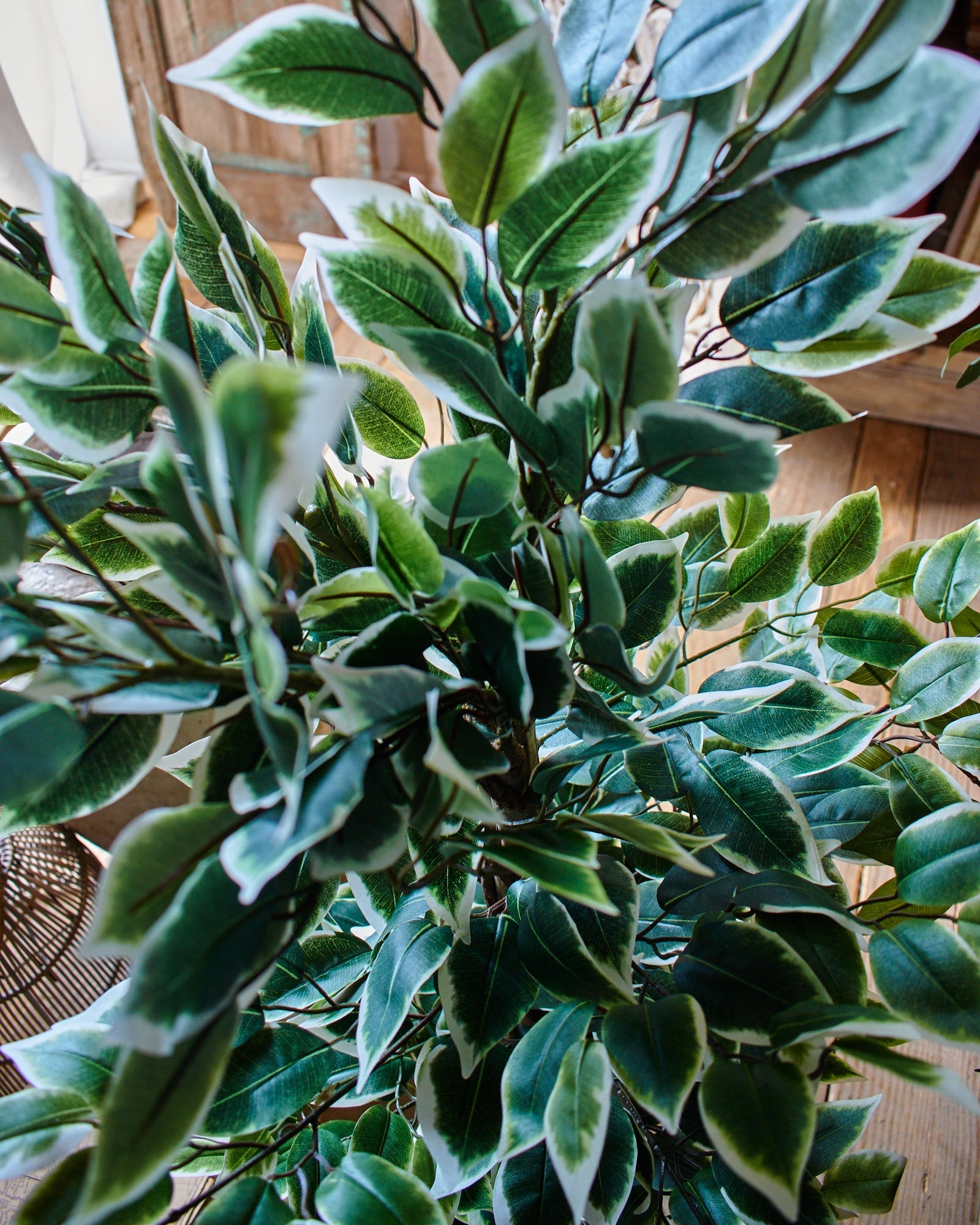 Ficus artificiale Tonga set da 2 - OrchideaMilano1981