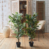 Ficus artificiale Tonga set da 2 - OrchideaMilano1981