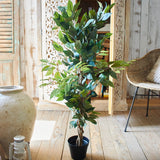 Ficus artificiale Tonga set da 2 - OrchideaMilano1981
