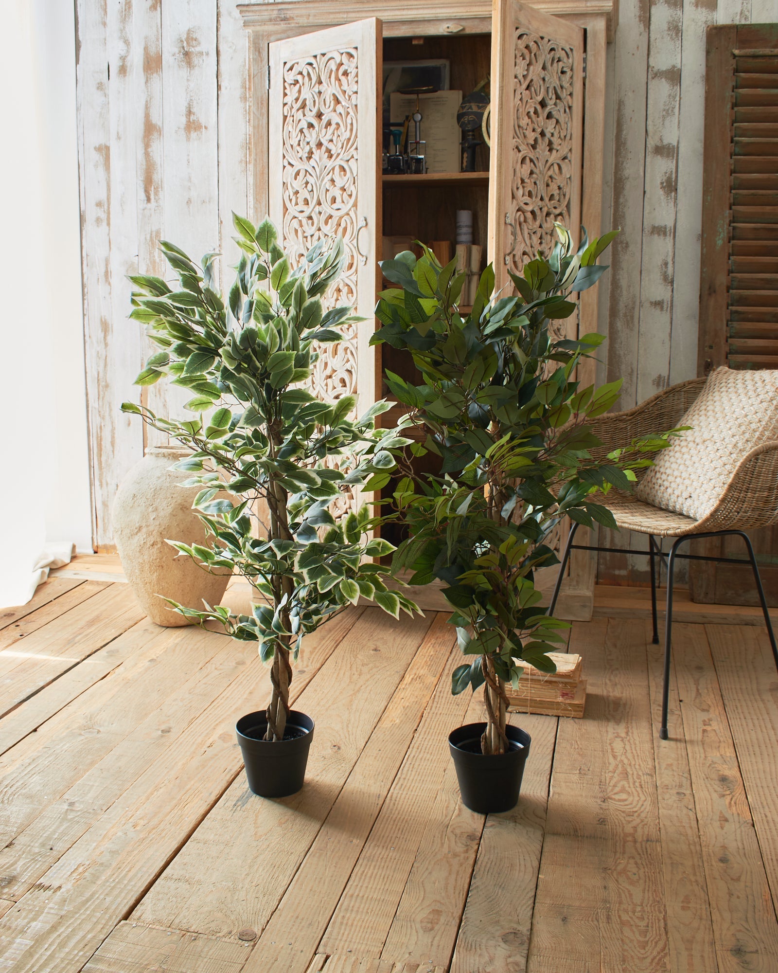 Ficus artificiale Tonga set da 2 - OrchideaMilano1981