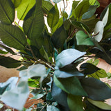 Ficus artificiale Tonga set da 2 - OrchideaMilano1981