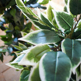 Ficus artificiale Tonga set da 2 - OrchideaMilano1981