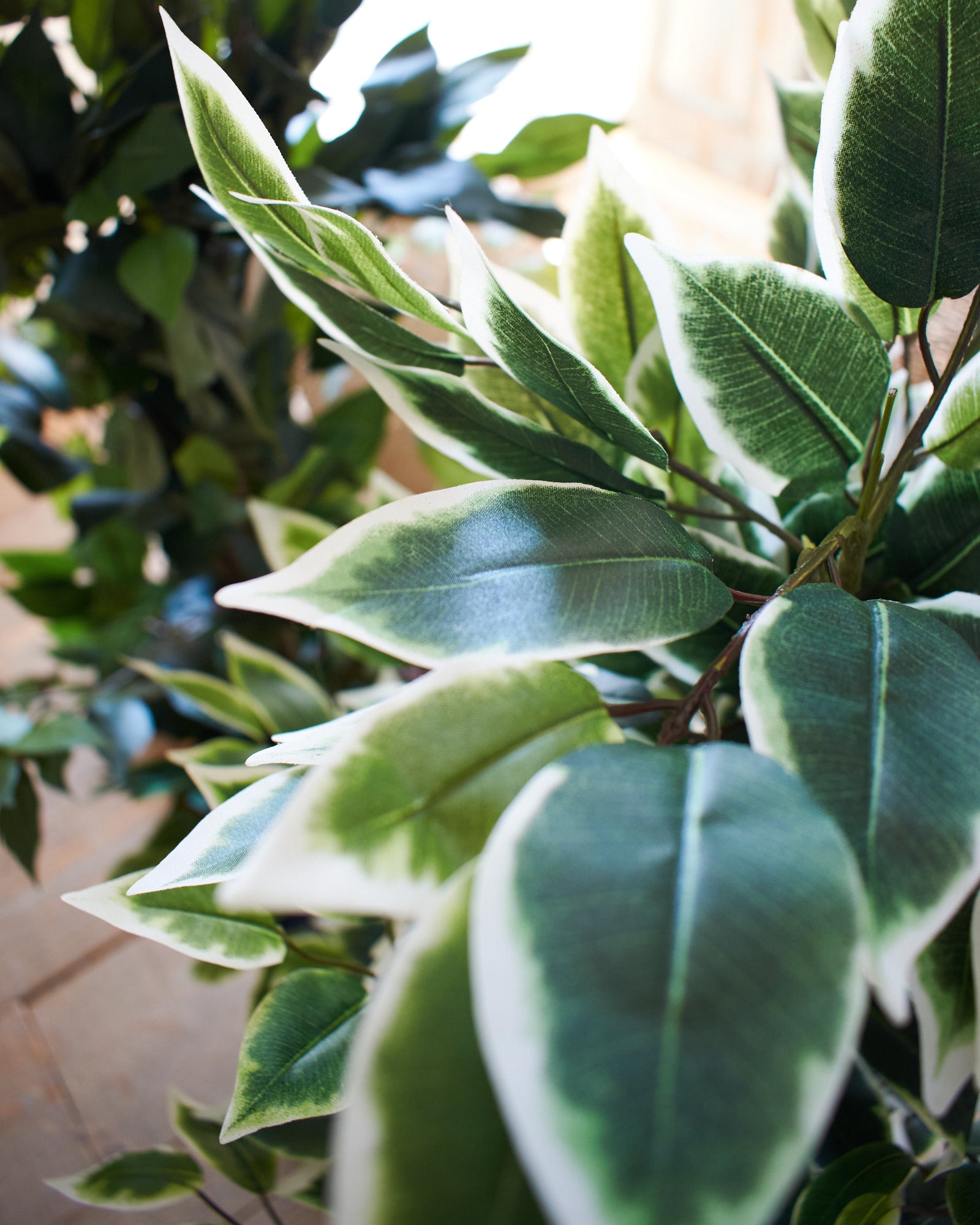 Ficus artificiale Tonga set da 2 - OrchideaMilano1981