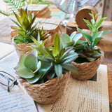 Piantine artificiali Succulenta set da 3 - OrchideaMilano1981