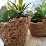 Piantine artificiali Succulenta set da 3 - OrchideaMilano1981