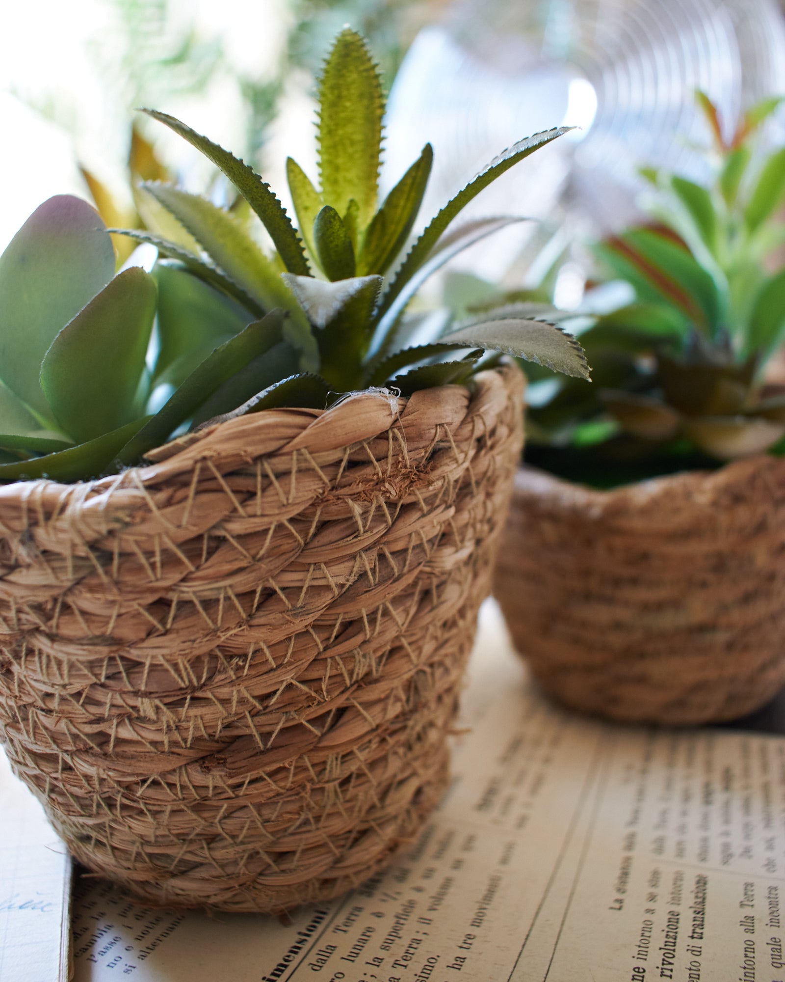 Piantine artificiali Succulenta set da 3 - OrchideaMilano1981