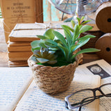 Piantine artificiali Succulenta set da 3 - OrchideaMilano1981