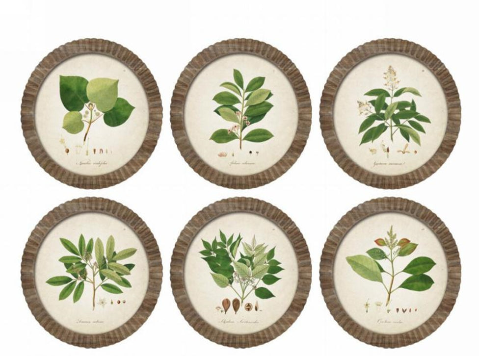 Stampe con cornice in legno Botanical set di 6 - OrchideaMilano1981
