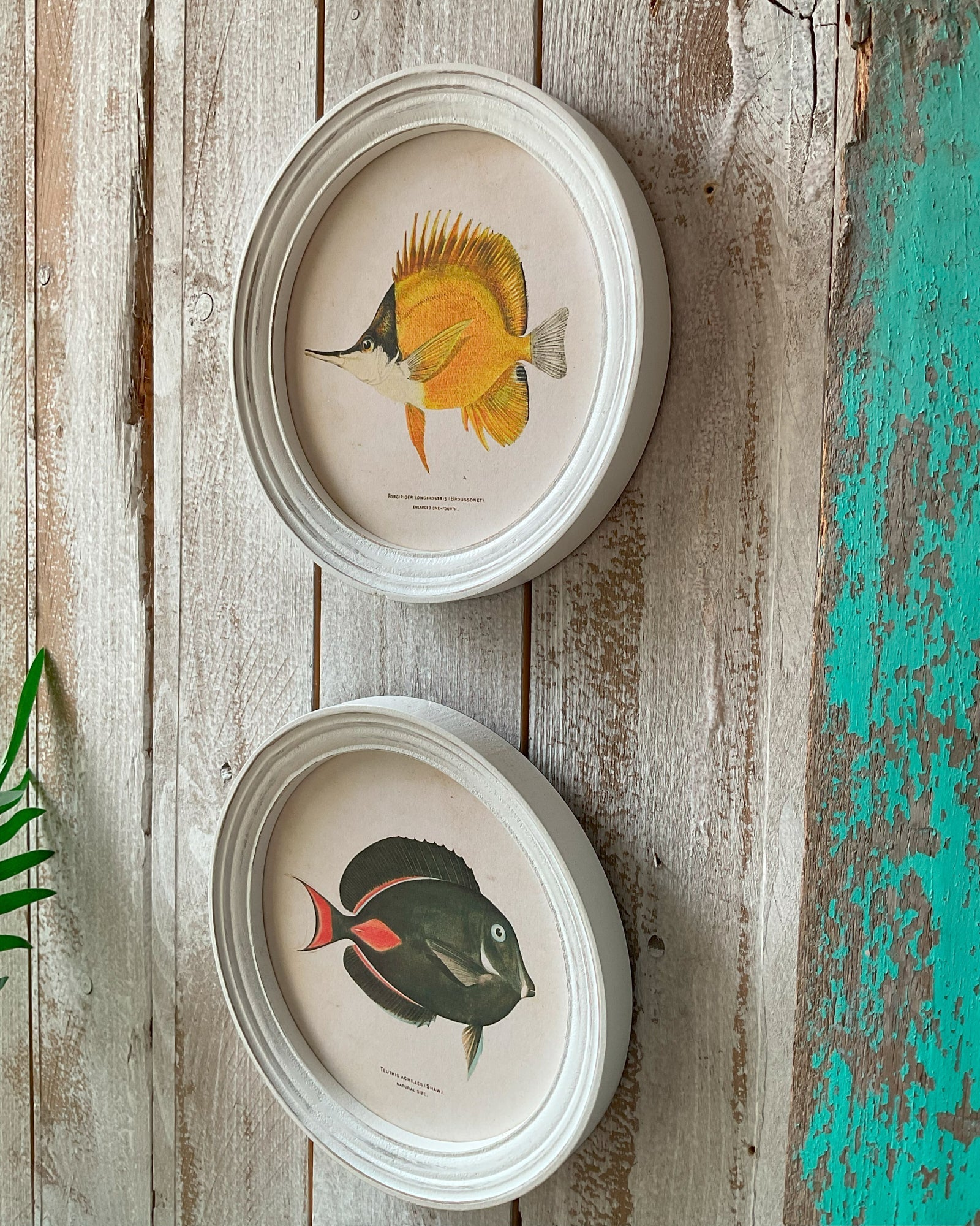 Stampe con cornice in legno Coral Reef Fish set di 4 - OrchideaMilano1981