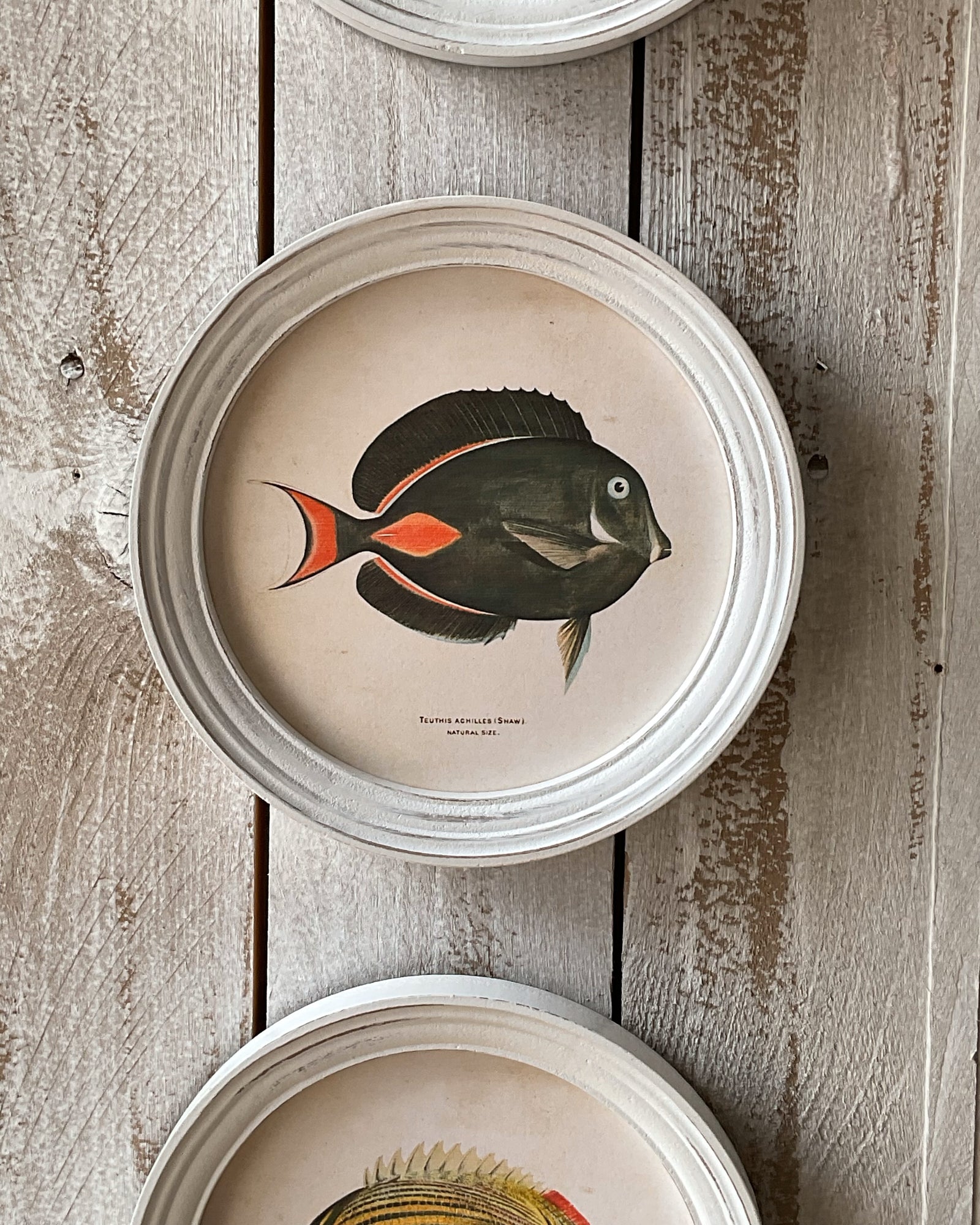 Stampe con cornice in legno Coral Reef Fish set di 4 - OrchideaMilano1981