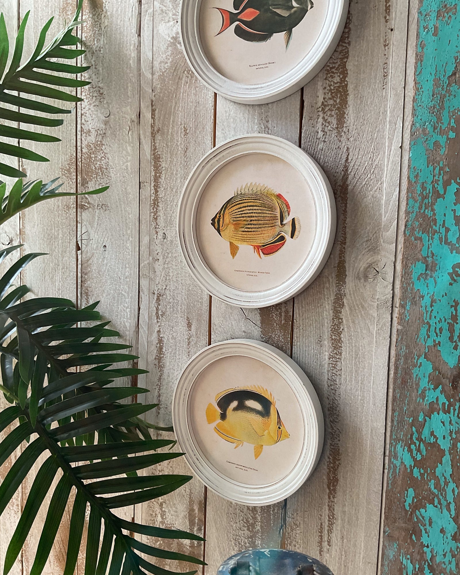 Stampe con cornice in legno Coral Reef Fish set di 4 - OrchideaMilano1981