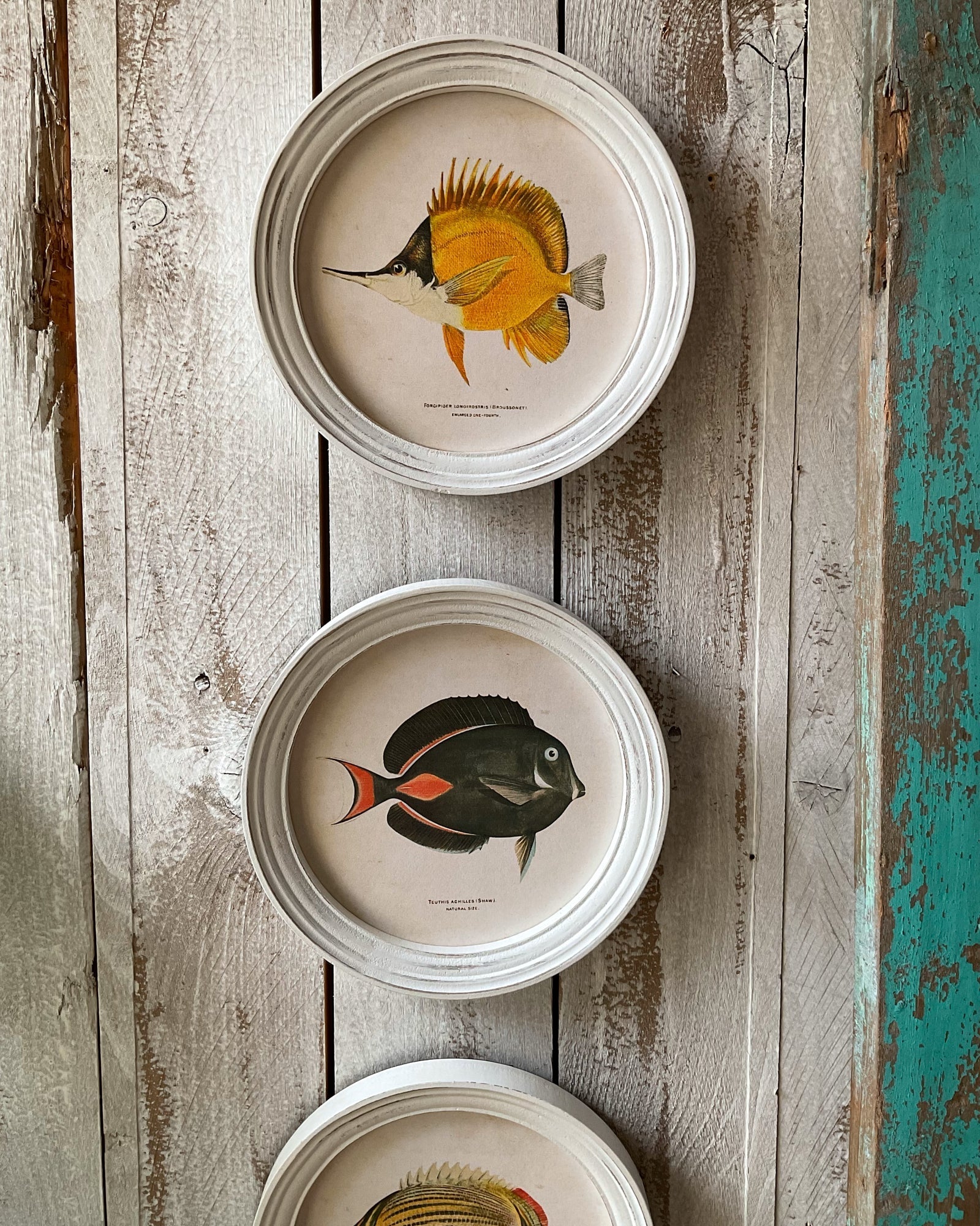 Stampe con cornice in legno Coral Reef Fish set di 4 - OrchideaMilano1981