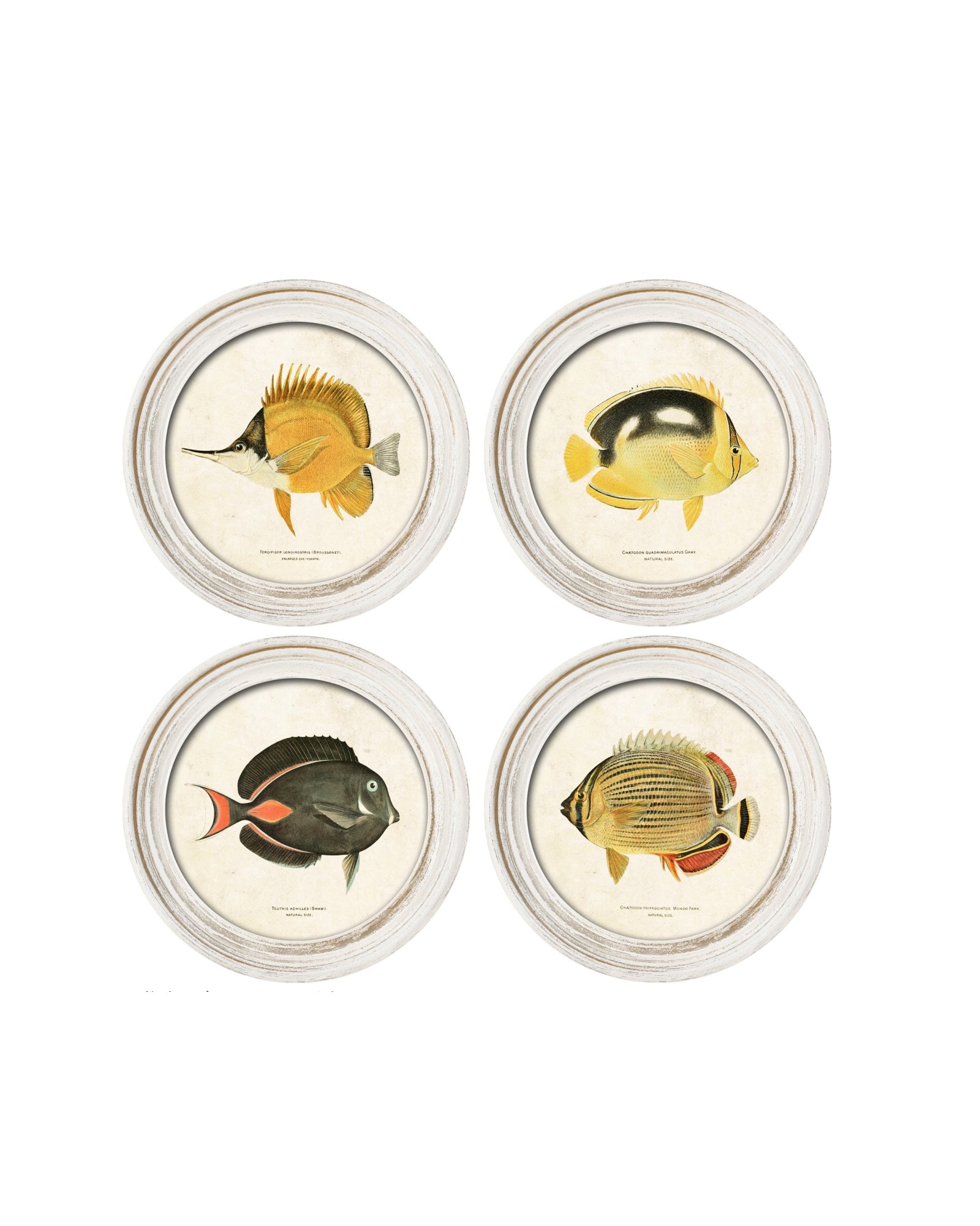 Stampe con cornice in legno Coral Reef Fish set di 4 - OrchideaMilano1981