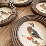 Stampe con cornice in legno Ducks set di 4 - OrchideaMilano1981