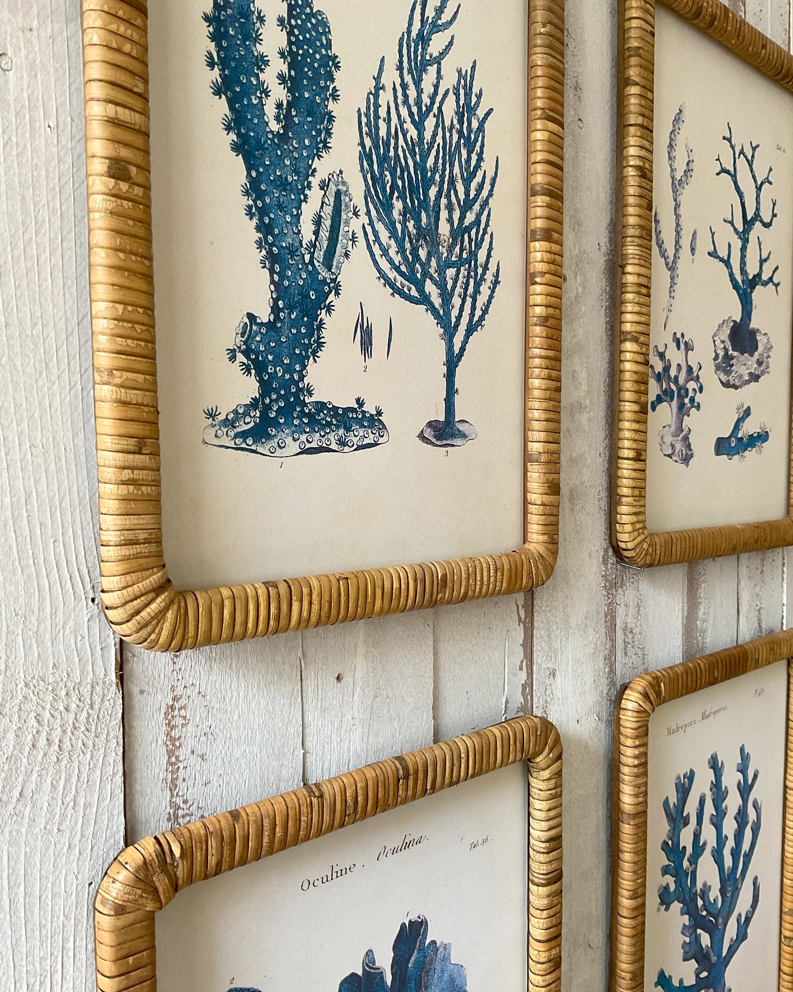 Stampe con cornice in rattan Blue Corals set di 4 - OrchideaMilano1981