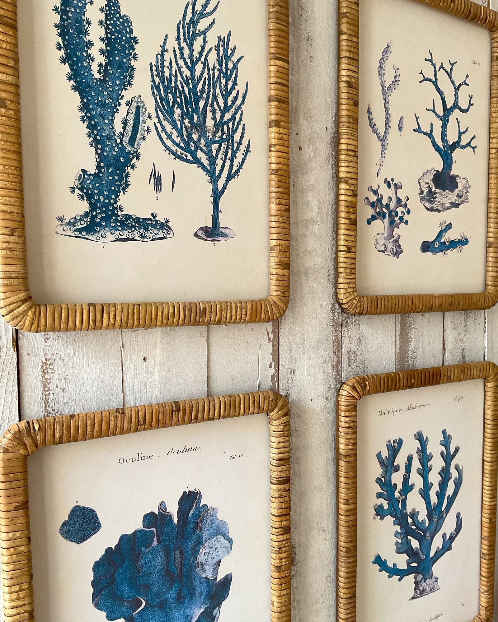 Stampe con cornice in rattan Blue Corals set di 4 - OrchideaMilano1981