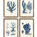 Stampe con cornice in rattan Blue Corals set di 4 - OrchideaMilano1981