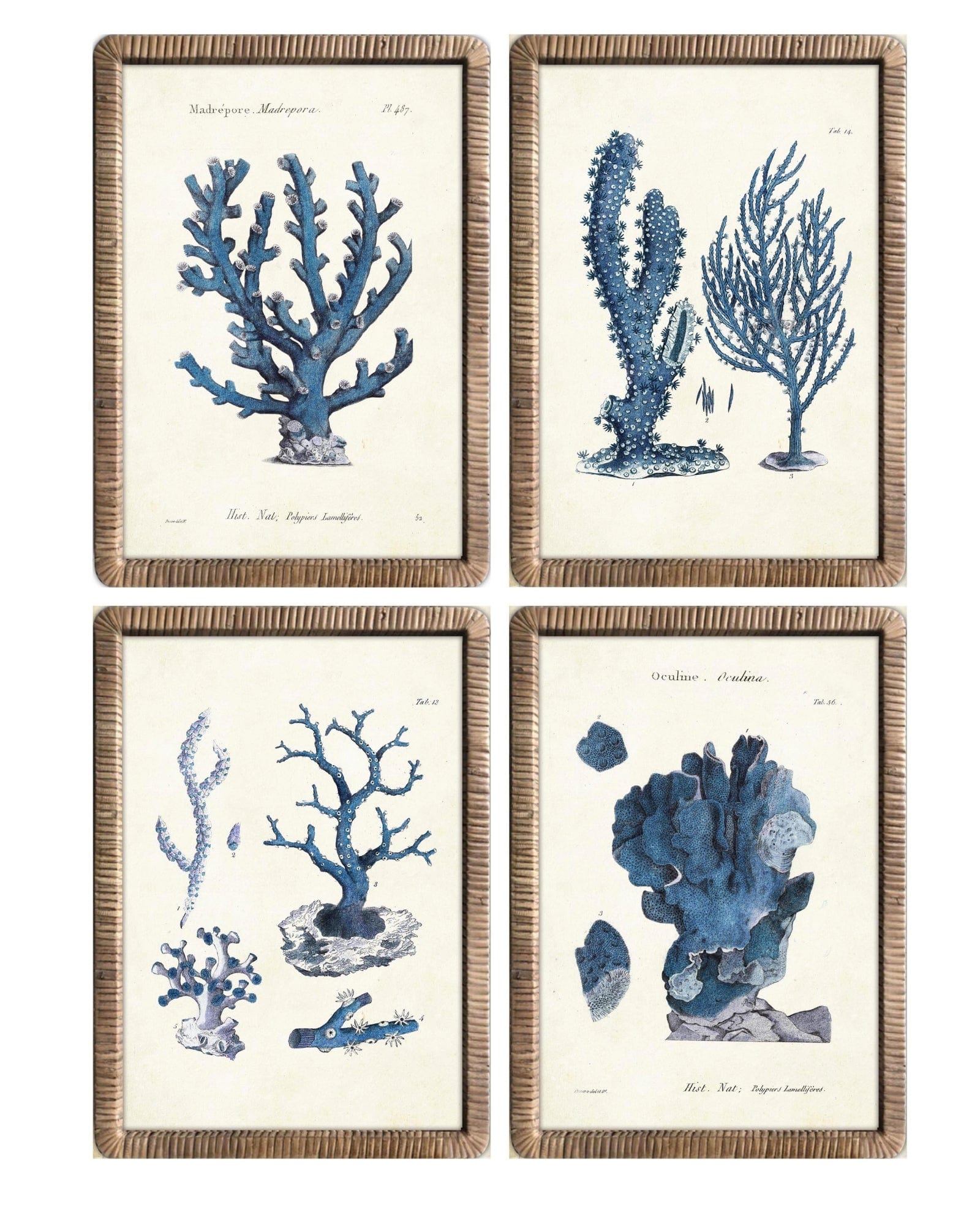 Stampe con cornice in rattan Blue Corals set di 4 - OrchideaMilano1981