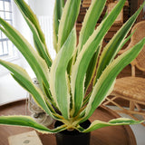 Agave artificiale con vaso Mesa Verde - OrchideaMilano1981