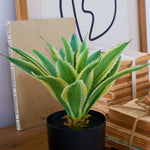 Agave artificiale con vaso Nevada - OrchideaMilano1981