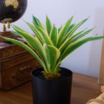 Agave artificiale con vaso Nevada - OrchideaMilano1981