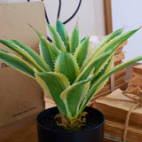 Agave artificiale con vaso Nevada - OrchideaMilano1981