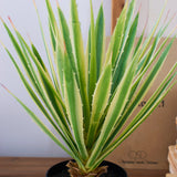 Agave artificiale con vaso Utah - OrchideaMilano1981