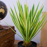 Agave artificiale con vaso Utah - OrchideaMilano1981