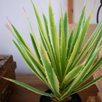 Agave artificiale con vaso Utah - OrchideaMilano1981