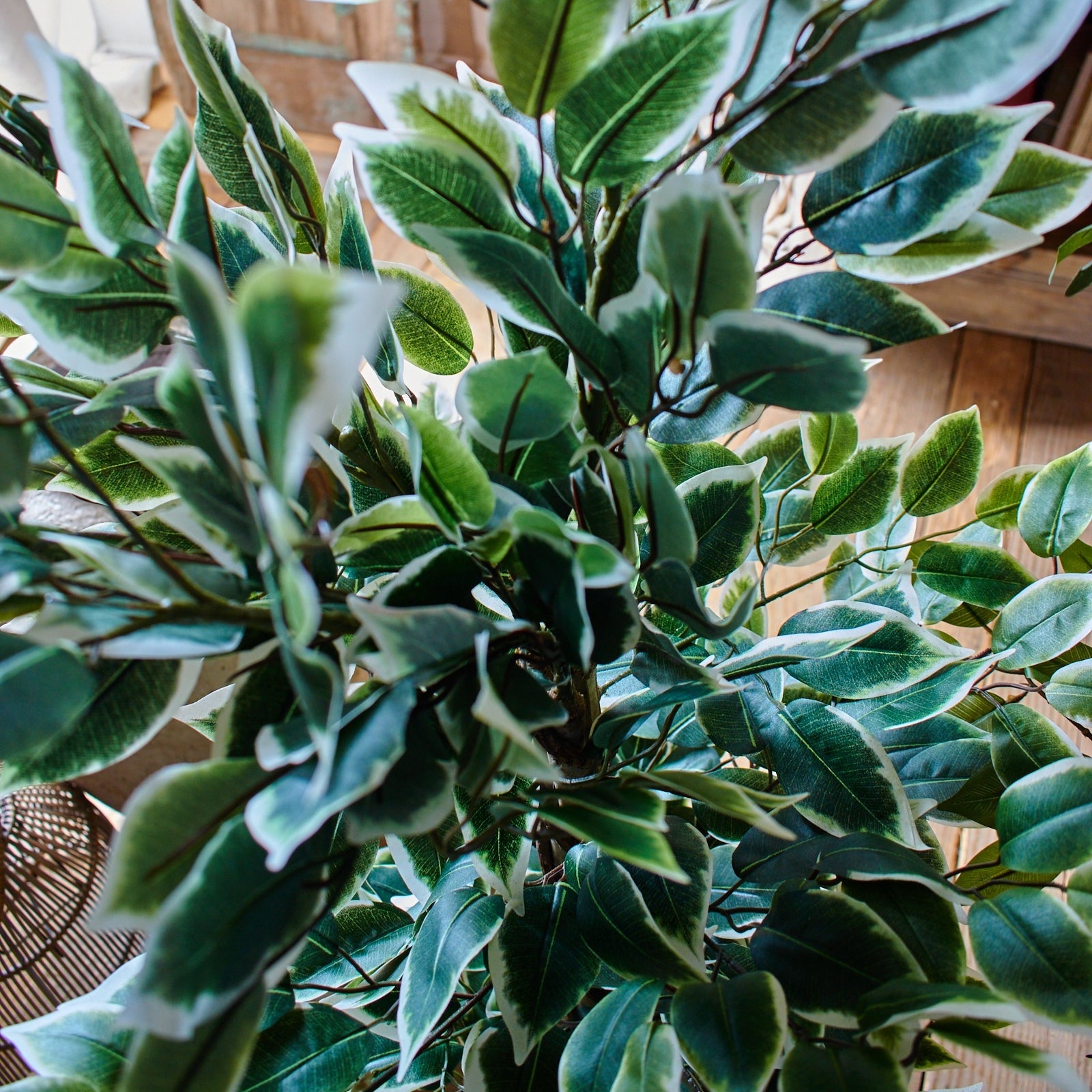 Ficus artificiale Tonga set da 2 - OrchideaMilano1981