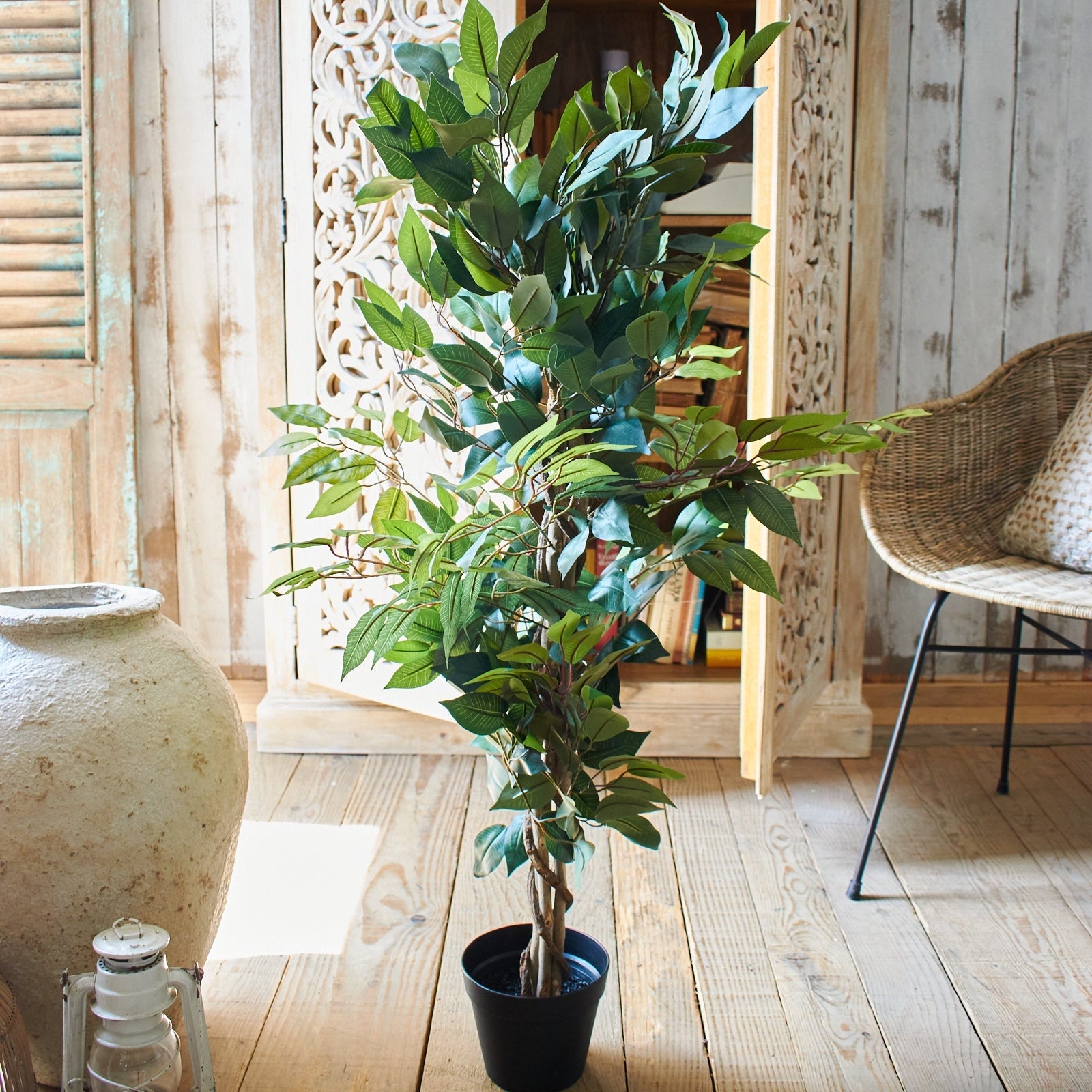 Ficus artificiale Tonga set da 2 - OrchideaMilano1981