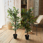 Ficus artificiale Tonga set da 2 Orchidea Milano 1981