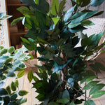 Ficus artificiale Tonga set da 2 Orchidea Milano 1981