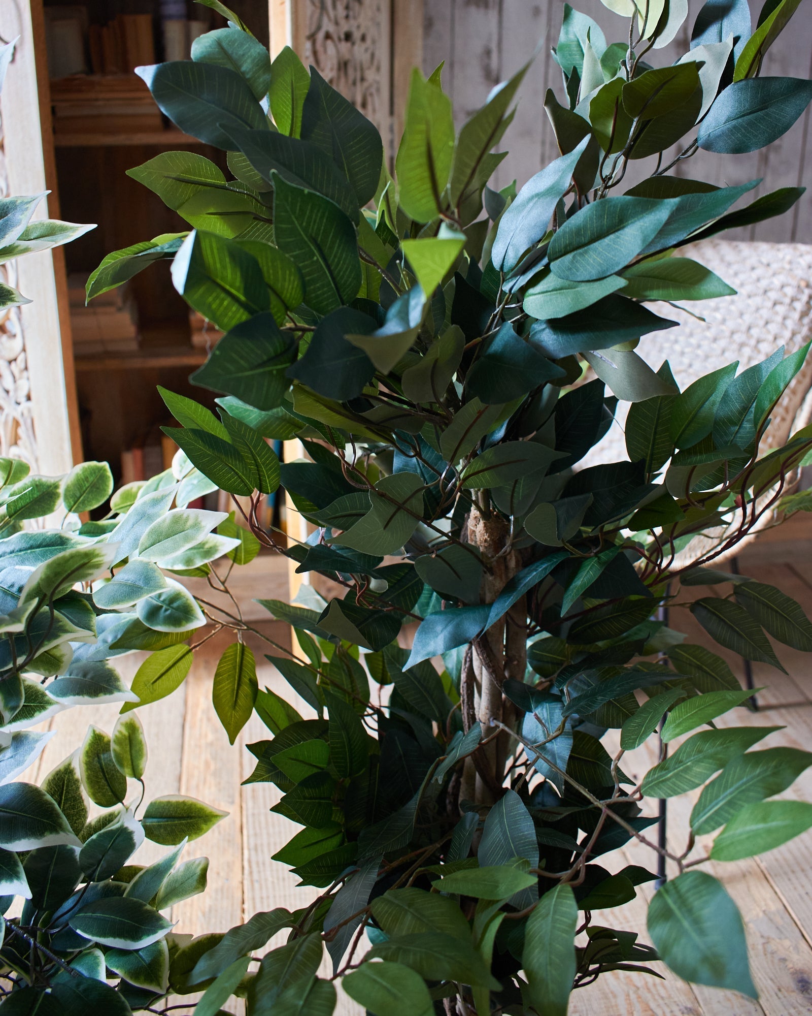 Ficus artificiale Tonga set da 2 Orchidea Milano 1981