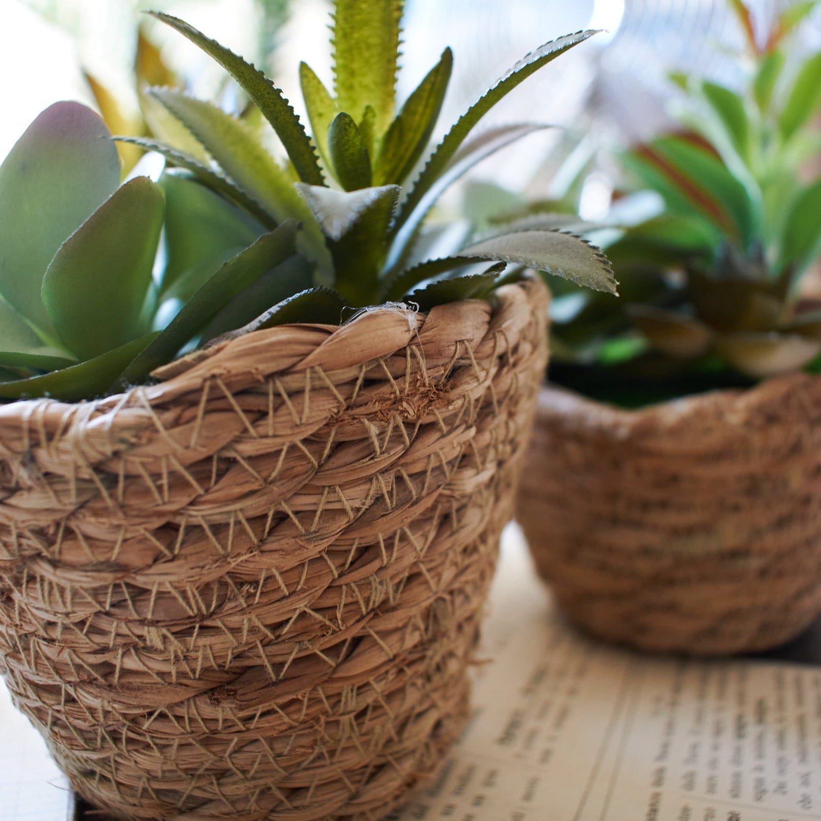 Piantine artificiali Succulenta set da 3 - OrchideaMilano1981