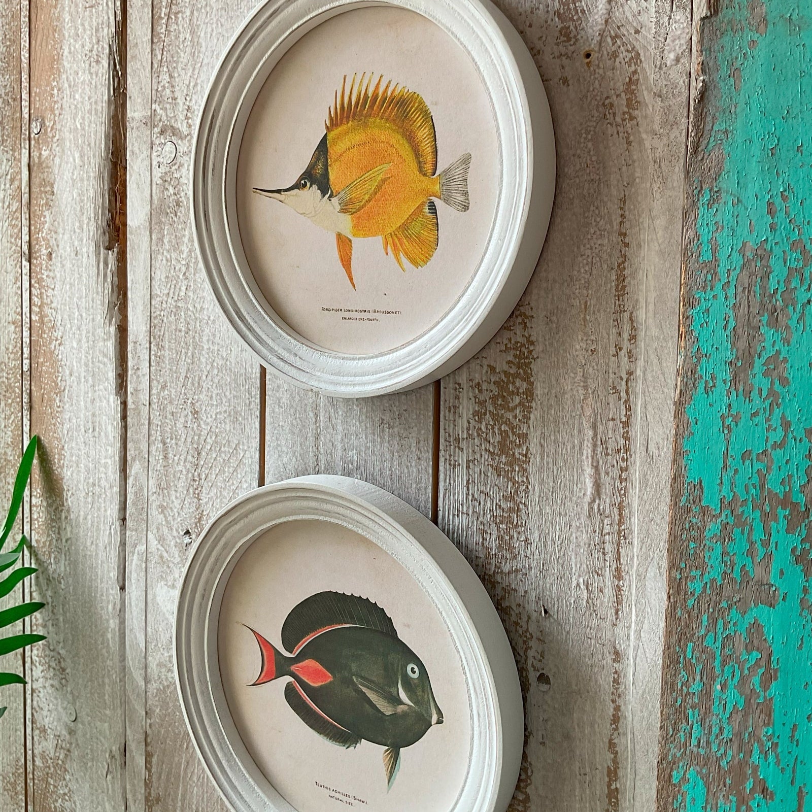Stampe con cornice in legno Coral Reef Fish set di 4 - OrchideaMilano1981