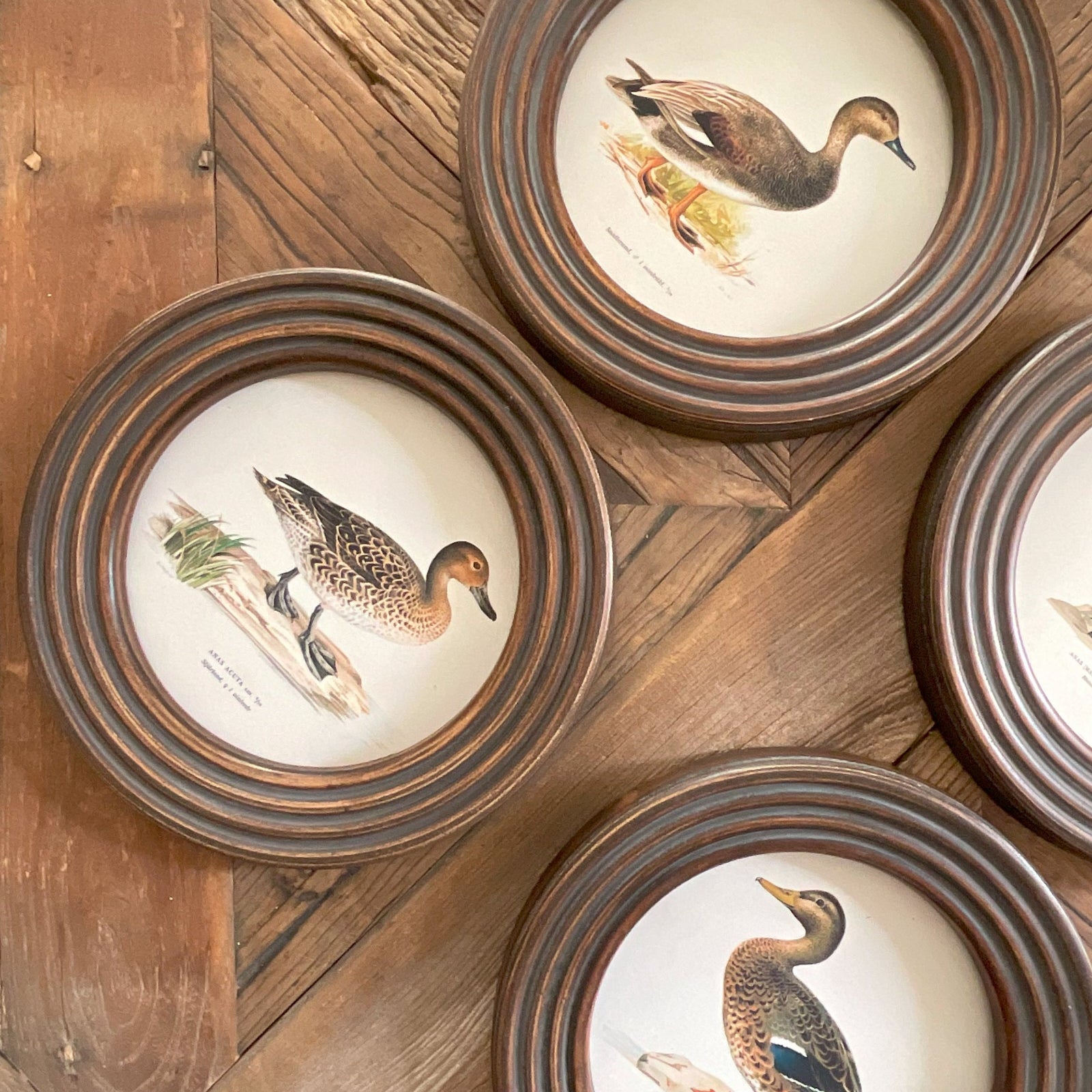 Stampe con cornice in legno Ducks set di 4 - OrchideaMilano1981