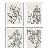 Stampe con cornice in legno Drawings set da 4 - OrchideaMilano1981