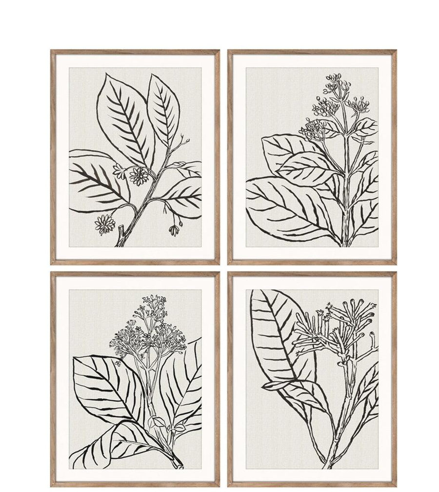Stampe con cornice in legno Drawings set da 4 - OrchideaMilano1981