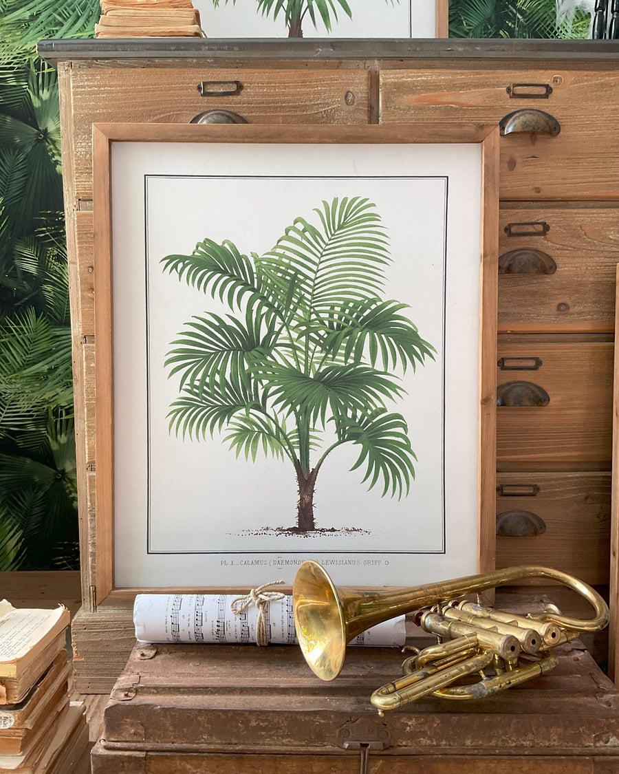 Stampe con cornice in legno Palm Tree set da 4 - OrchideaMilano1981