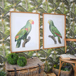 Stampe con cornice in legno Parrots set da 2 - OrchideaMilano1981