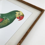 Stampe con cornice in legno Parrots set da 2 - OrchideaMilano1981