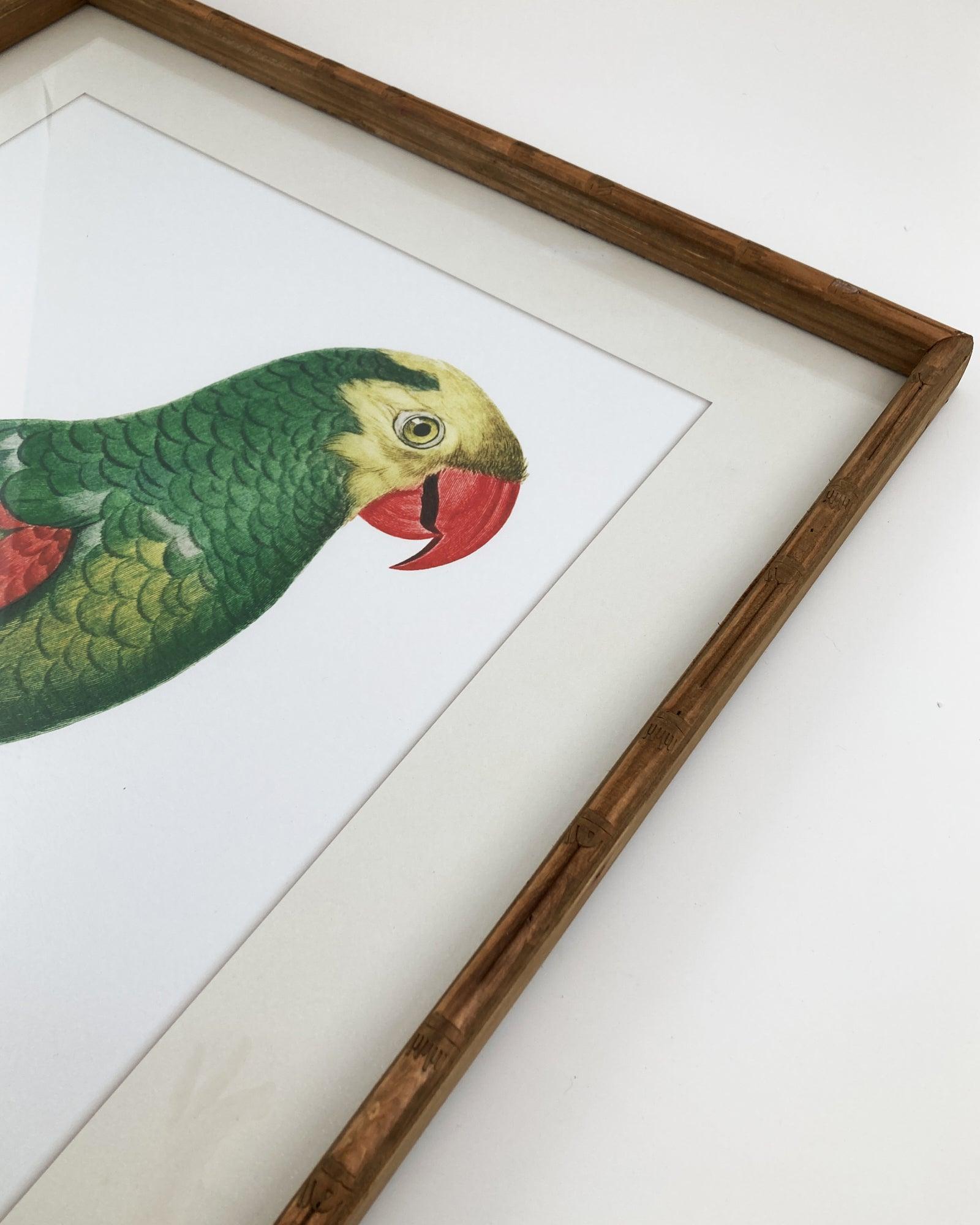 Stampe con cornice in legno Parrots set da 2 - OrchideaMilano1981