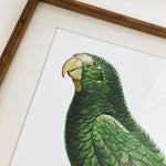 Stampe con cornice in legno Parrots set da 2 - OrchideaMilano1981
