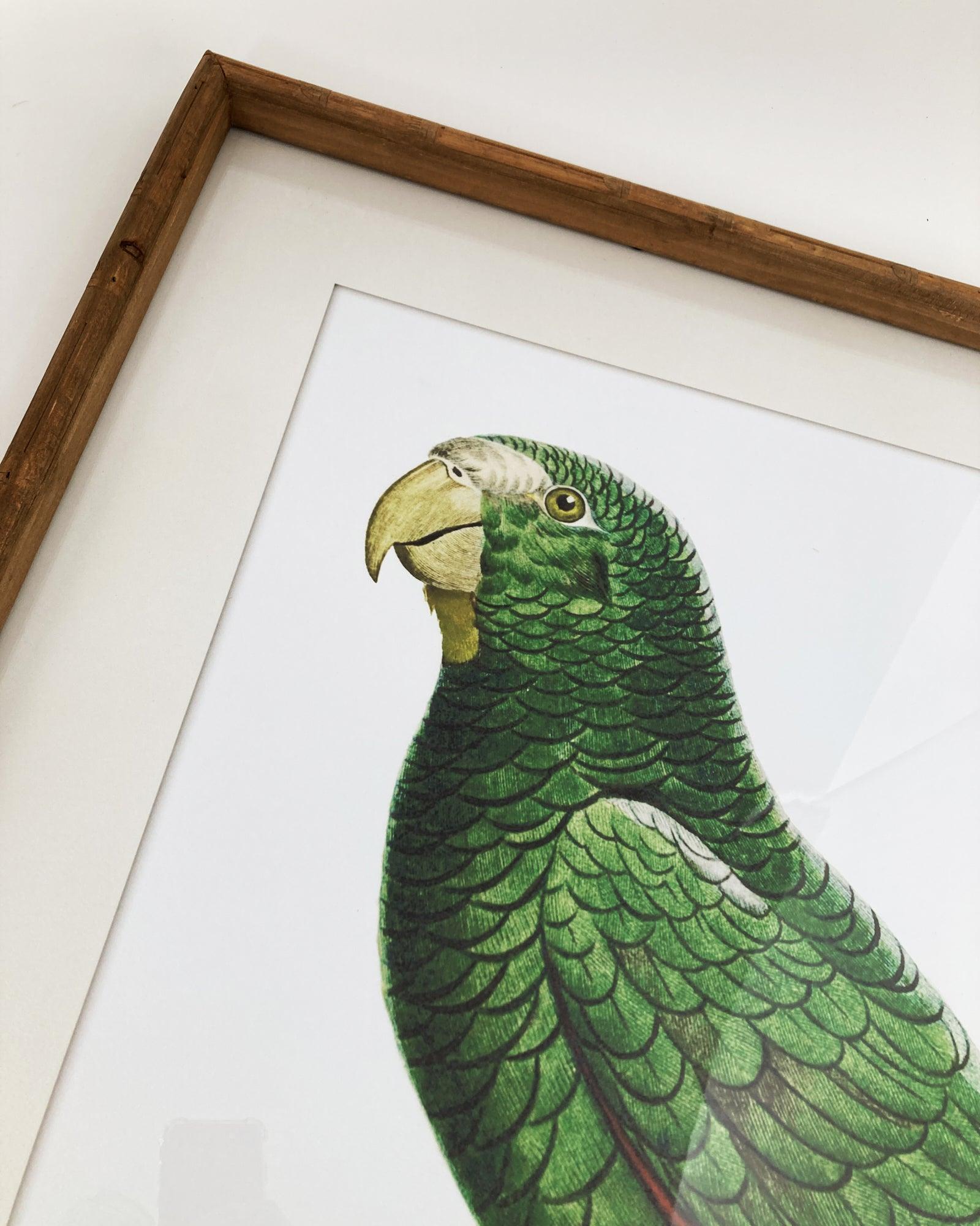 Stampe con cornice in legno Parrots set da 2 - OrchideaMilano1981