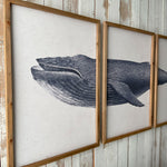 Stampe con cornice in legno Whale set da 3 - OrchideaMilano1981