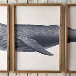 Stampe con cornice in legno Whale set da 3 - OrchideaMilano1981