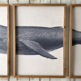 Stampe con cornice in legno Whale set da 3 - OrchideaMilano1981